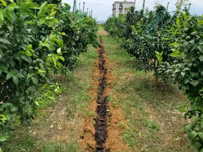 果樹(shù)合理施用微生物菌肥，果子又大味道甜